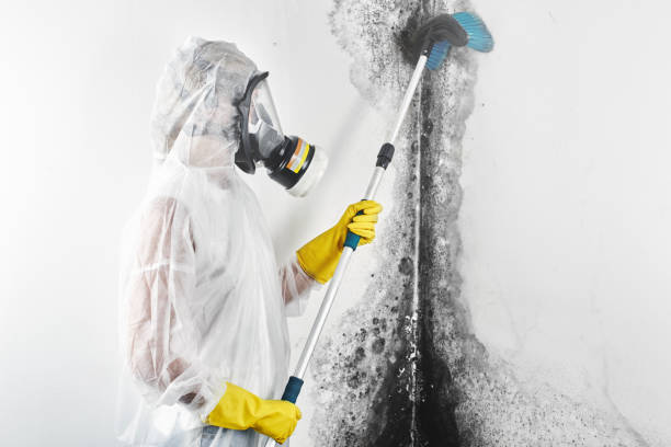 Best Mold Removal for HVAC Installations  in Fayetteville, AR