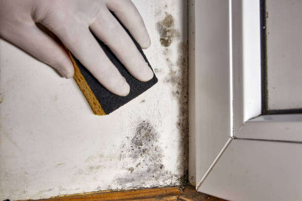Best Biohazard Mold Removal  in Fayetteville, AR